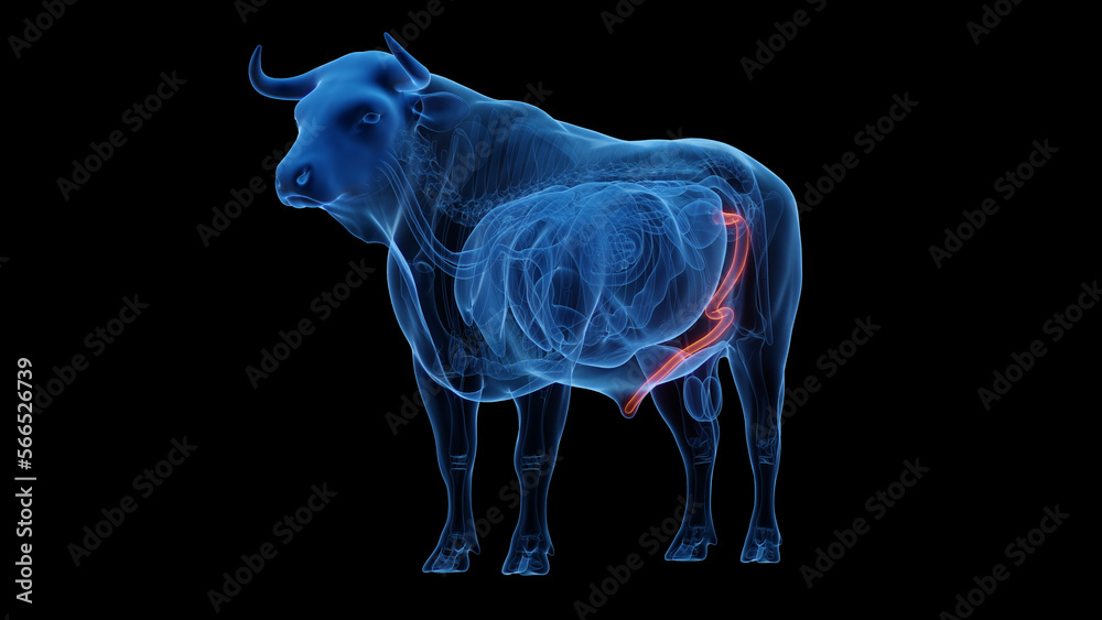3D rendered medical illustration of a cow's penis 3D rendered medical illustration of a cow's penis