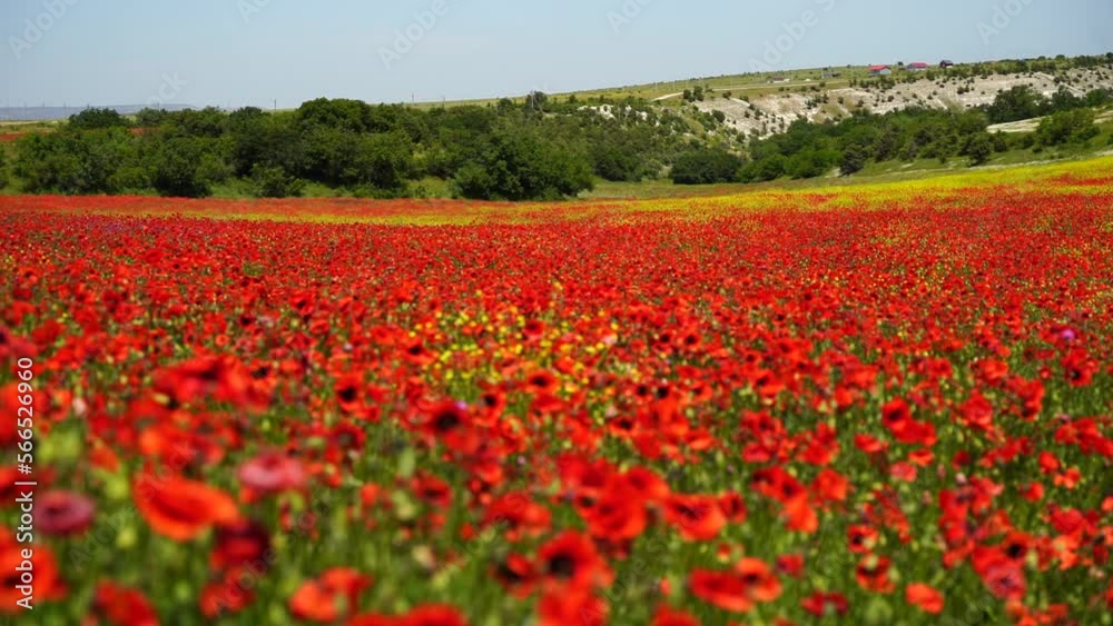 Slow motion. Field of wild poppies, beautiful summer rural landscape. Fresh green meadow with bright red flowers, sunny day.