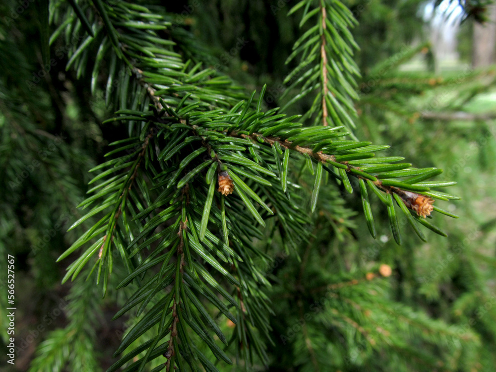green spruce branch close-up