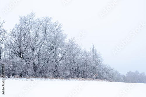 trees in snow