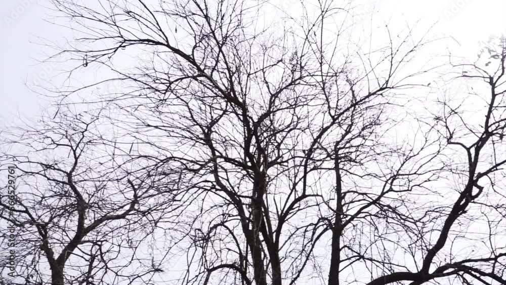 Leafless tree silhouette with white sky Leafless tree silhouette with white sky
