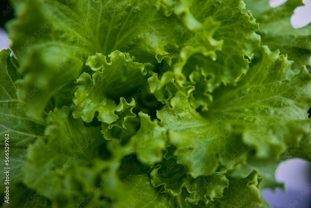 fresh green lettuce