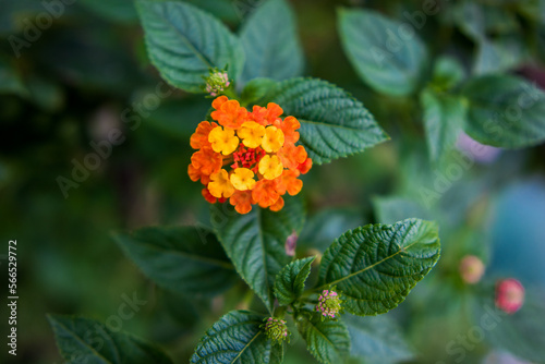 orange flowers in the garden