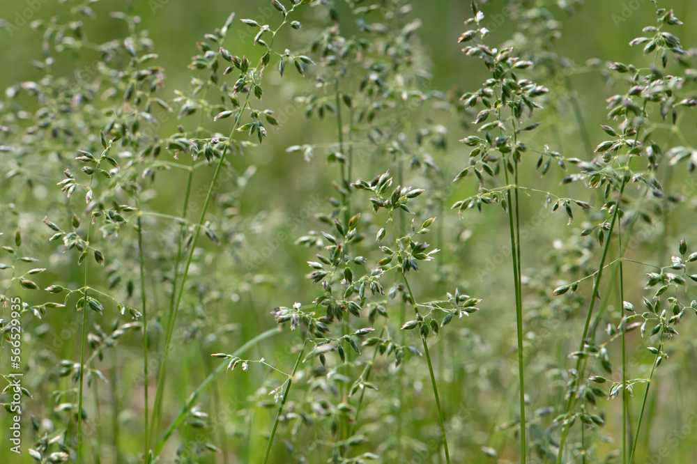 Obraz premium Grass close up
