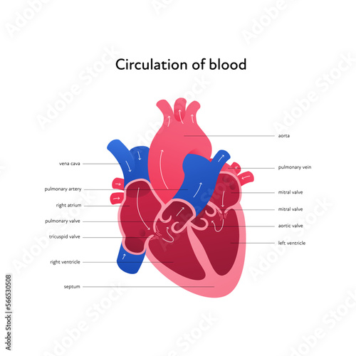 Heart anatomy infographic chart. Vector gradient color illustration. Inner organ cross section with blood cerculation arrow anatomical diagram. Design for healthcare, cardiology, education.