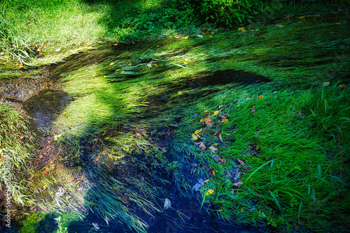 Fototapeta Naklejka Na Ścianę i Meble -  光が映り込む水面と、水草がしなやかに川の流れにゆらゆらと揺れている美しい軽井沢の雲場池の夏の風景