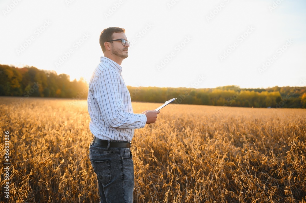 Portrait of farmer standing in soybean field examining crop at sunset.