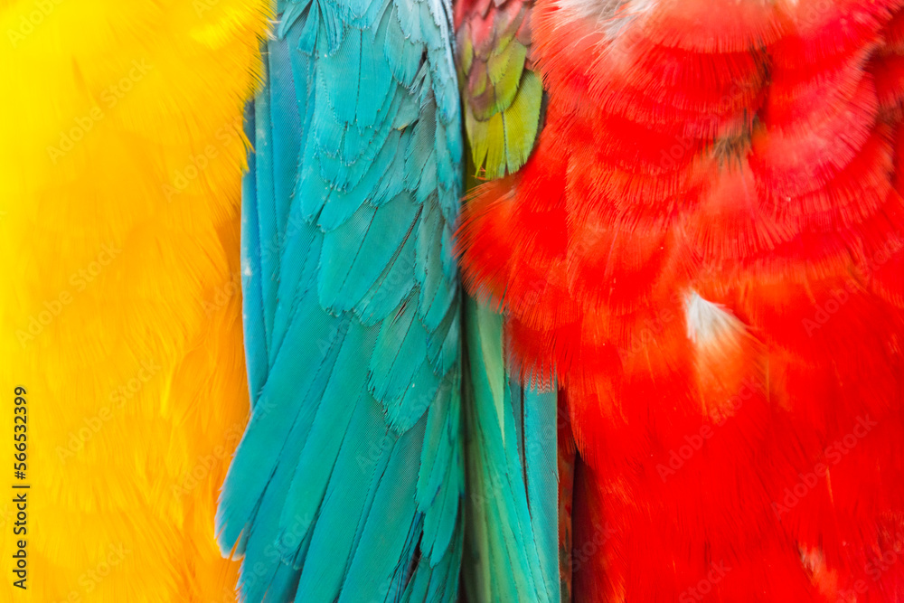 Obraz premium Parrot feather texture, red and blue