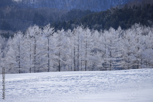寒さで真っ白に凍りついた木々 © Saitan
