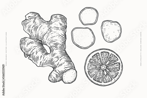 Ginger root and citrus slice in engraving style. Spicy plants for making drink. The concept of organic food. Design element for markets, shops, cafes, restaurants, packaging. Botanical illustration.