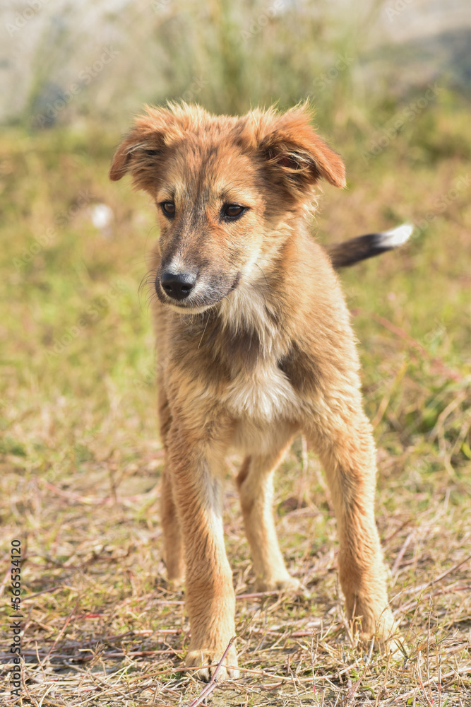 Adorable cute looking dog with multi moods looks. Adorable cute looking dog with multi moods looks.