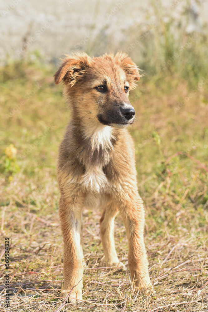 Fototapeta premium Adorable cute looking dog with multi moods looks.