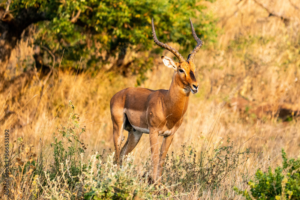 An Impala in the Hluhluwe-Imfolozi Park in South Africa An Impala in the Hluhluwe-Imfolozi Park in South Africa