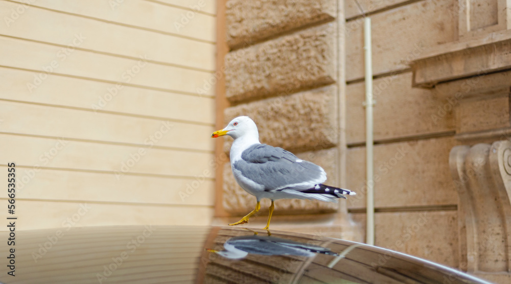 A white seagull standing on the glass roof of the car. In the background are the walls.