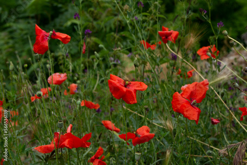 A field of wild red poppies