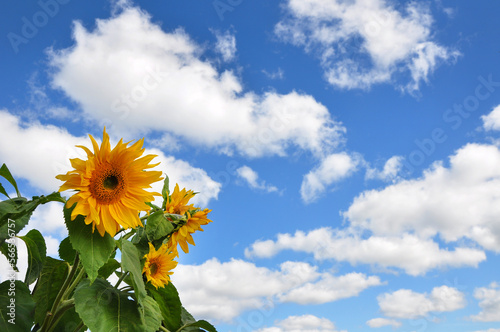 bright yellow sunflower and blue sky with clouds. sunflower head closeup agai...