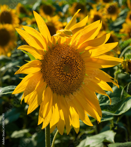 sunflower head with petals lit from behind