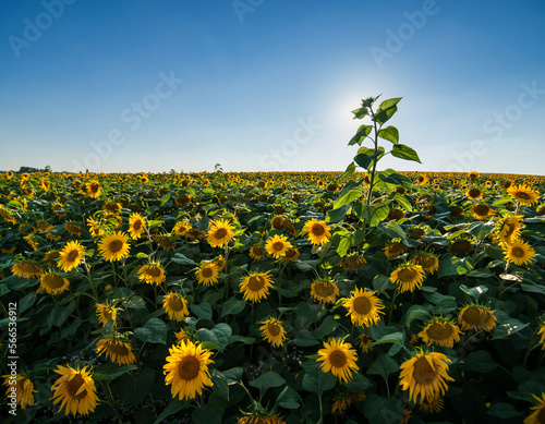 one tall sunflower in the field among small flowers