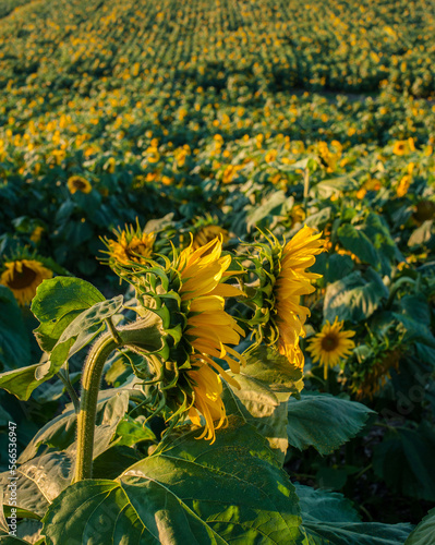 sunflower ripening in the field, lines and rows on the hills