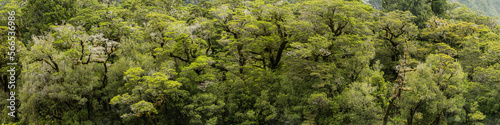 Panoramic view of the tree canopy above the Cleddau river at Milford Sound in New Zealand