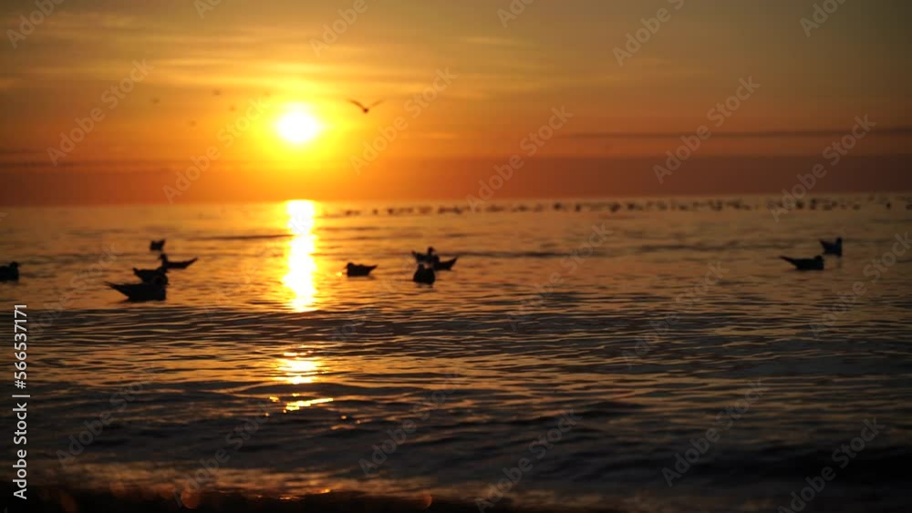 A flock of seagulls is resting in the sea. Warm sunset sky over the ocean, sun glare. Silhouettes of seagulls sitting on the water and flying up with the sea in the background at sunset A flock of seagulls is resting in the sea. Warm sunset sky over the ocean, sun glare. Silhouettes of seagulls sitting on the water and flying up with the sea in the background at sunset