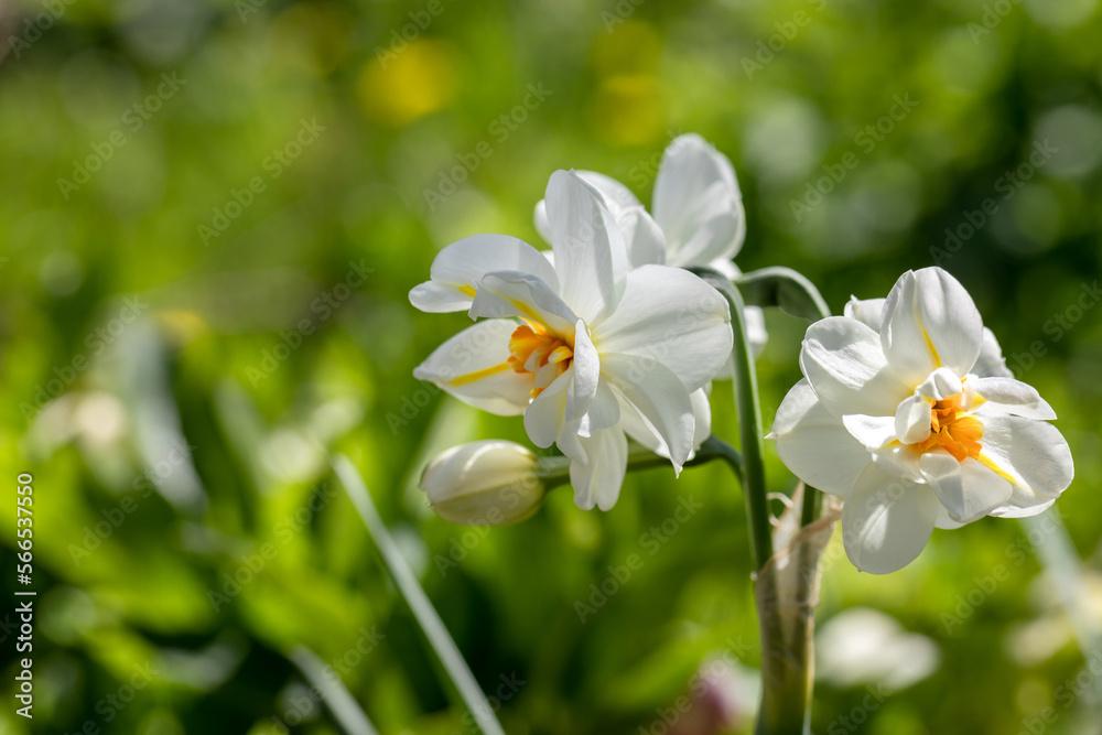 Narcissus 'Erlicheer' double daffodil close up Narcissus 'Erlicheer' double daffodil close up