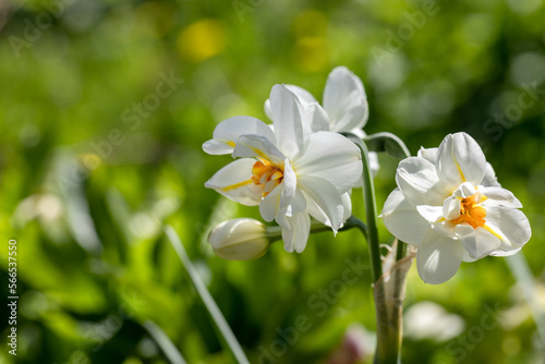 Fototapeta Naklejka Na Ścianę i Meble -  Narcissus 'Erlicheer' double daffodil close up