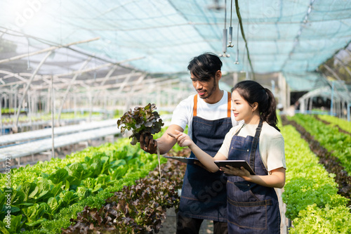  Asian woman and  man farmer working together in organic hydroponic salad vegetable farm. using tablet inspect quality of lettuce in greenhouse garden. ..