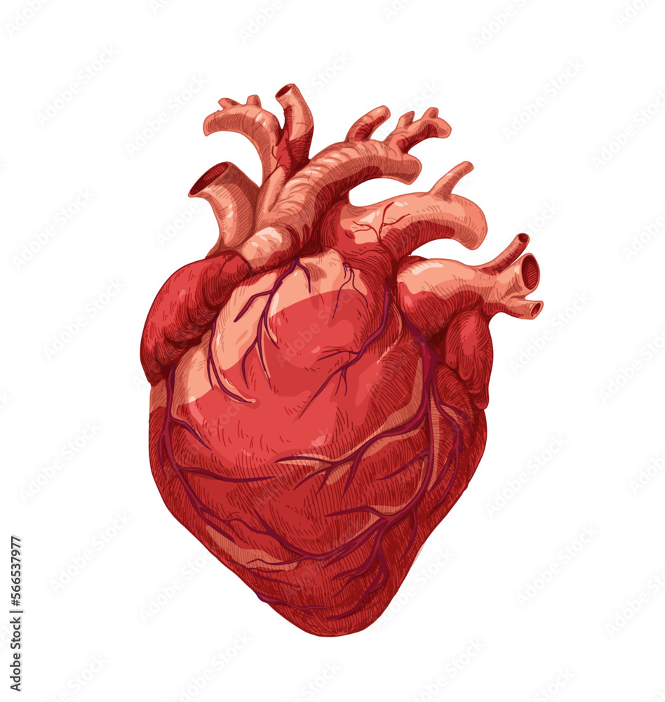 Vettoriale Stock Realistic red heart, real internal human organ with  aortas. Anatomy realism art. Medical scientific detailed drawing in vintage  style. Hand-drawn vector illustration isolated on white background | Adobe  Stock