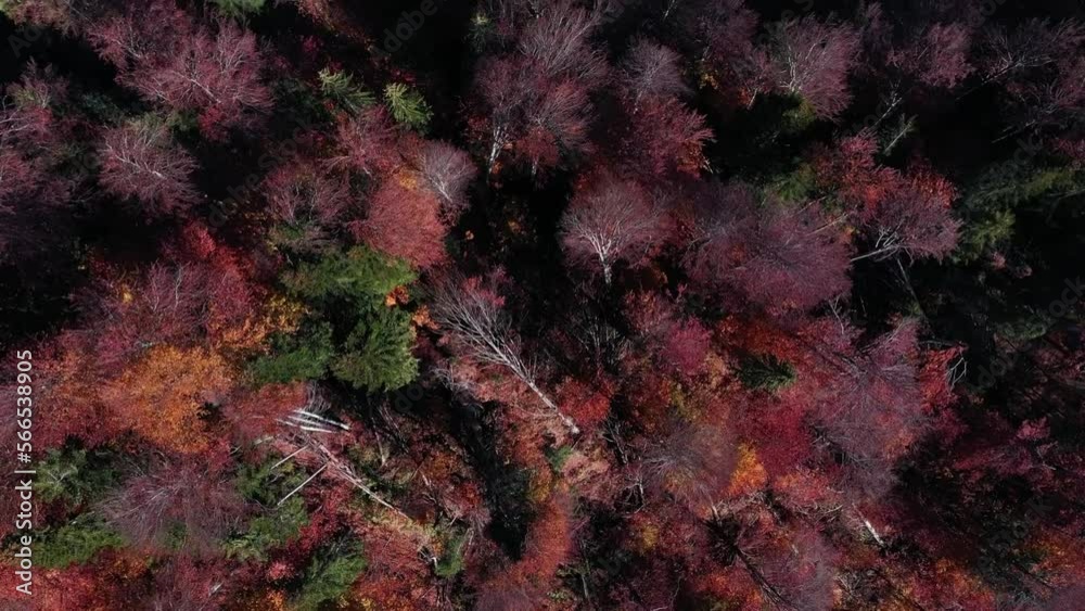 Fall forest in autumn season filmed from a drone in autumn. Forest with colorful yellow, red and green trees on a sunny afternoon. Fall forest in autumn season filmed from a drone in autumn. Forest with colorful yellow, red and green trees on a sunny afternoon.