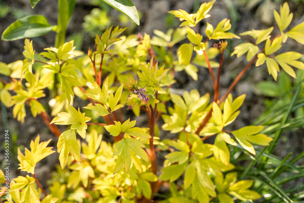 Blooming Dicentra spectabilis 'Gold Heart' in the garden Blooming Dicentra spectabilis 'Gold Heart' in the garden