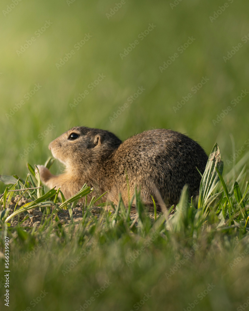prairie dog eating prairie dog eating
