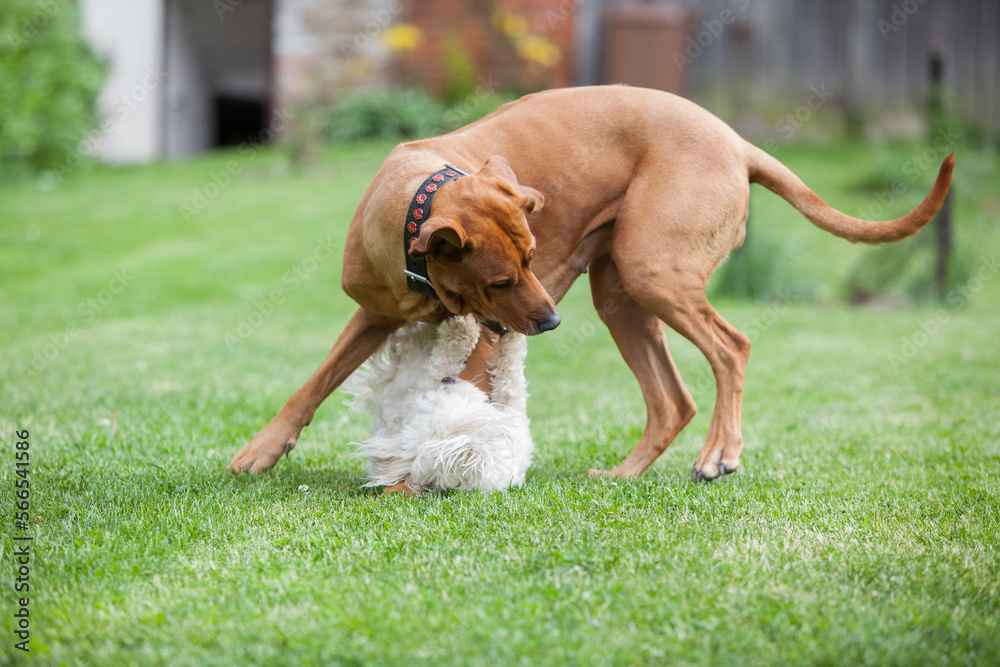 Rhodesian ridgeback with maltese dog Rhodesian ridgeback with maltese dog