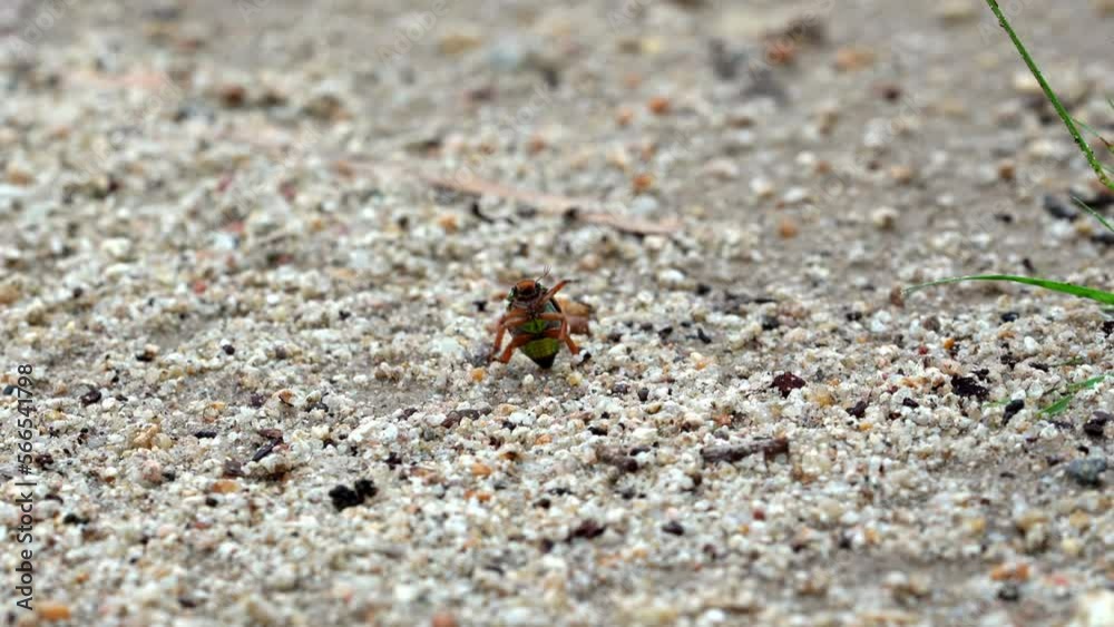 colourful Christmas beetle rolling over on rocks colourful Christmas beetle rolling over on rocks