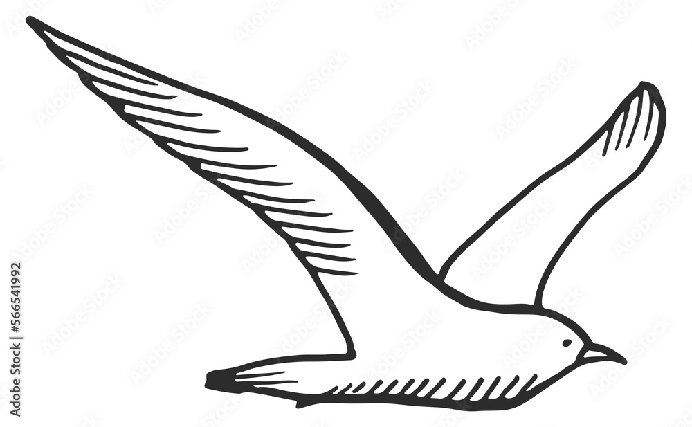 Fototapeta premium Seagull sketch. Hand drawn sea bird flying