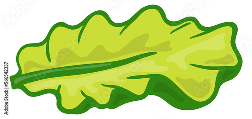 Lettuce icon. Green salad leaf. Cooking ingredient
