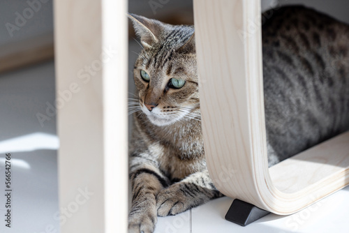 Cute oriental cat at home sitting under the table, domestic animal portrait