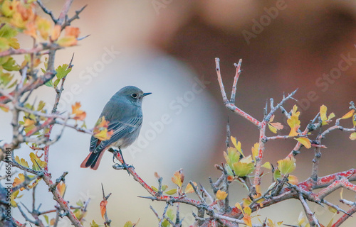 Black Redstart (Phoenicurus ochruros) is a songbird that lives on high mountain slopes. It lives in Asia, Europe and North Africa. © selim