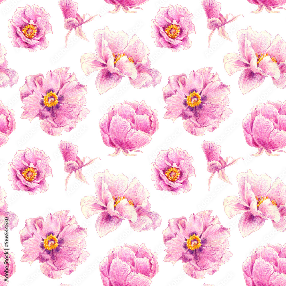 Seamless pattern of pink peonies hand drawn illustration. Hand painted floral elements. Botanical natural objects on white background.