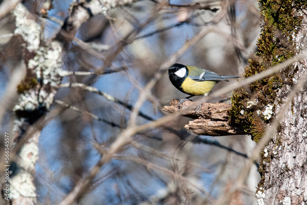Naklejka premium mésange charbonnière