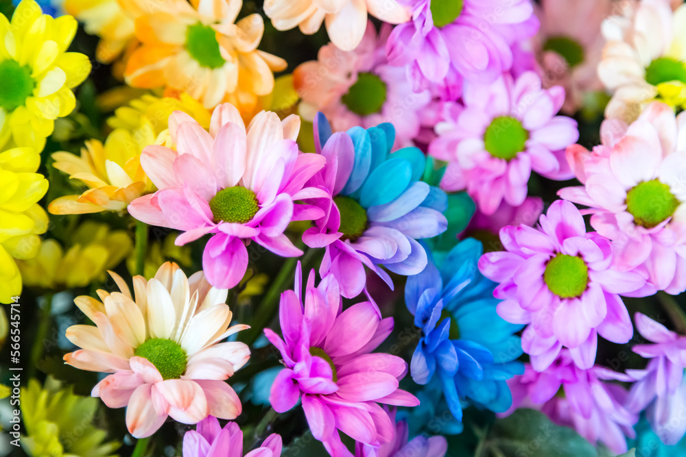 Rainbow Daisies. Bouquet of colored flowers