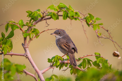 Common Whitethroat (Sylvia communis) is a warbler that lives in scrub and forest areas. it is common in Asia, Europe and Africa.