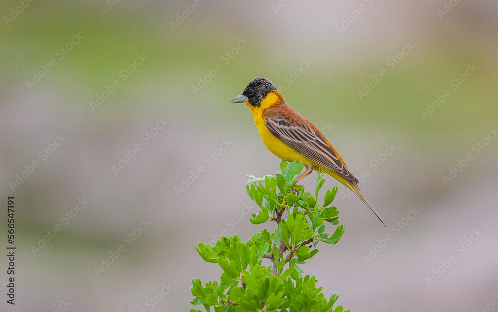 Black-headed Bunting (Emberiza melanocephala) is one of the best songbirds in the world.