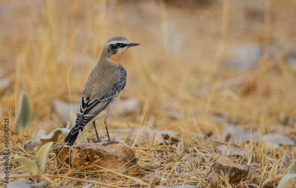 Northern Wheatear (Oenanthe oenanthe) is a common songbird in Asia, Europe, America and Africa. It lives in open and stony areas. Northern Wheatear (Oenanthe oenanthe) is a common songbird in Asia, Europe, America and Africa. It lives in open and stony areas.