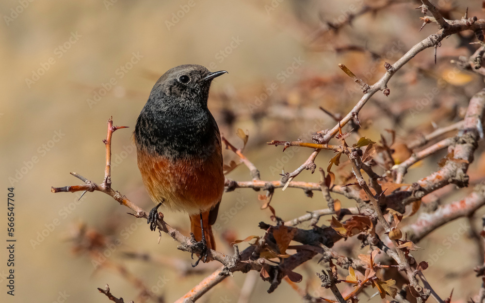 Black Redstart (Phoenicurus ochruros) is a songbird that lives on high mountain slopes. It lives in Asia, Europe and North Africa. Black Redstart (Phoenicurus ochruros) is a songbird that lives on high mountain slopes. It lives in Asia, Europe and North Africa.