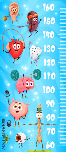 Kids height chart ruler cartoon human organs sportsman characters. Vector scale with ear, spleen, heart and tooth, brain, bladder or spine and eyeball funny anatomical personages athletes grow meter