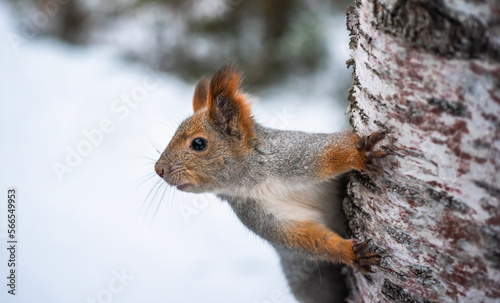 Squirrel in the forest looking for food