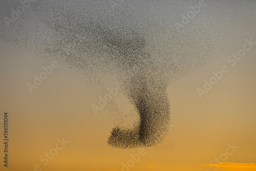 Bilde på lerret Starlings murmuration in Aiguamolls De L Emporda Nature Park, Spain