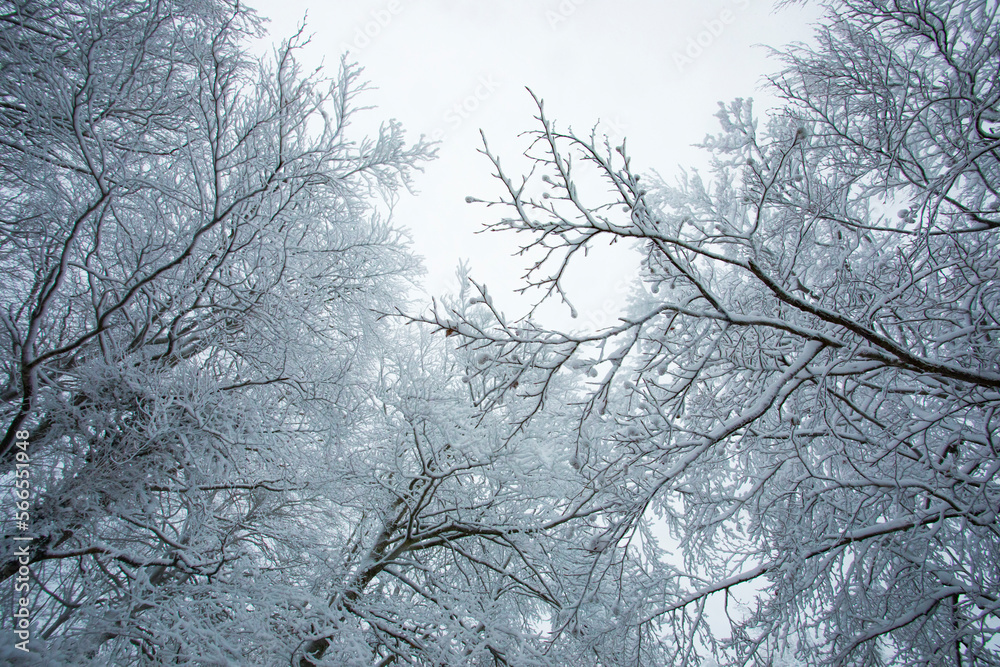Winter landscape and snowfall in La Grevolosa forest, Osona, Barcelona, Spain Winter landscape and snowfall in La Grevolosa forest, Osona, Barcelona, Spain