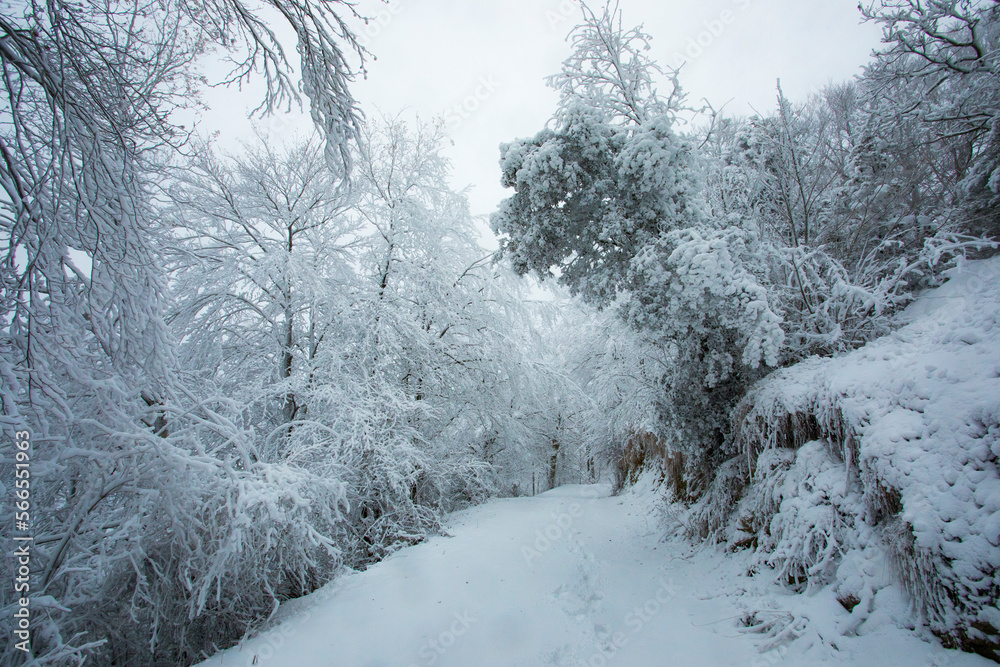 Winter landscape and snowfall in La Grevolosa forest, Osona, Barcelona, Spain Winter landscape and snowfall in La Grevolosa forest, Osona, Barcelona, Spain